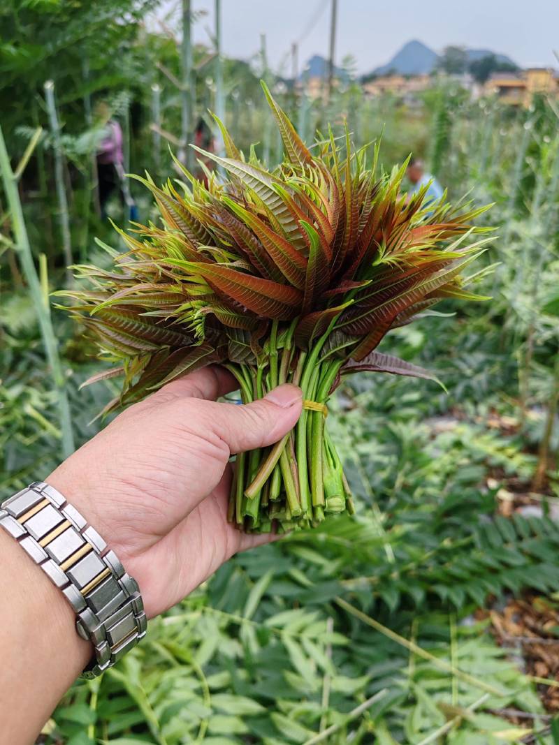 红香椿芽，基地直供