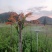 红香椿芽，基地直供