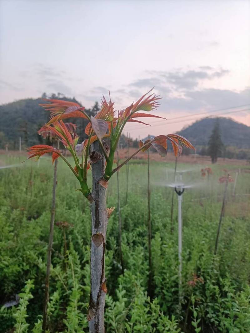 红香椿芽，基地直供