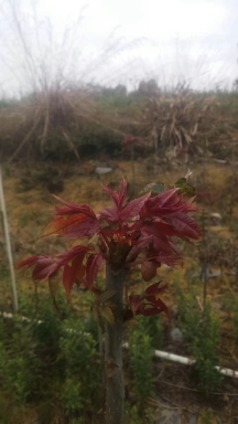 红香椿芽，基地直供
