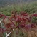 红香椿芽，基地直供
