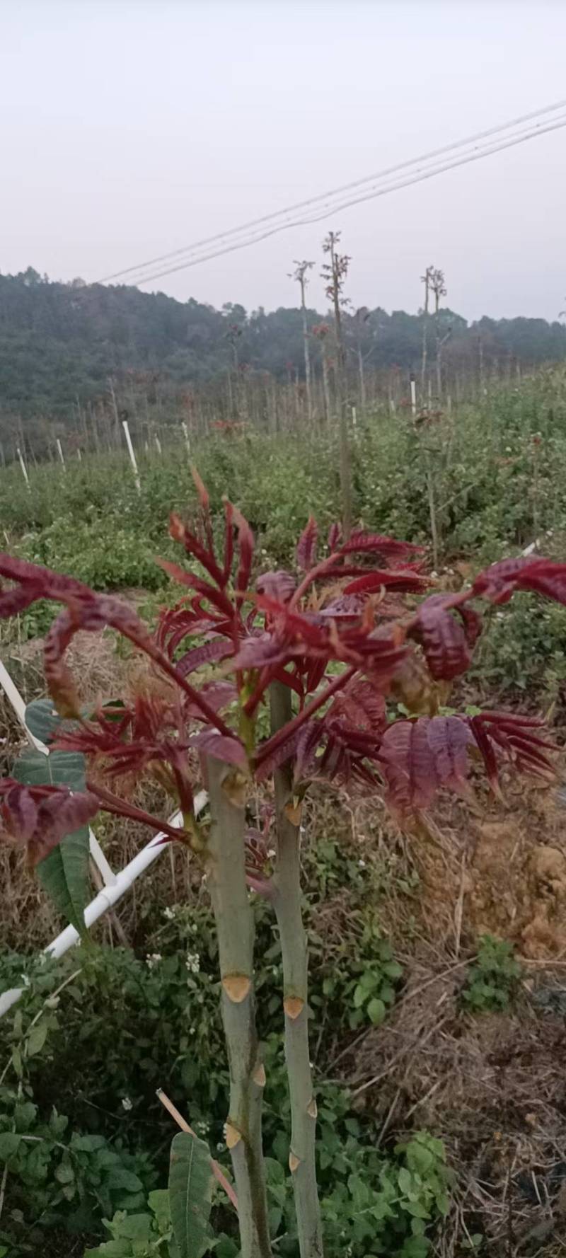 红香椿芽，基地直供