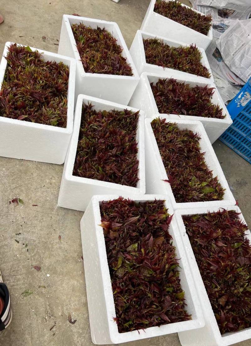红香椿芽，基地直供