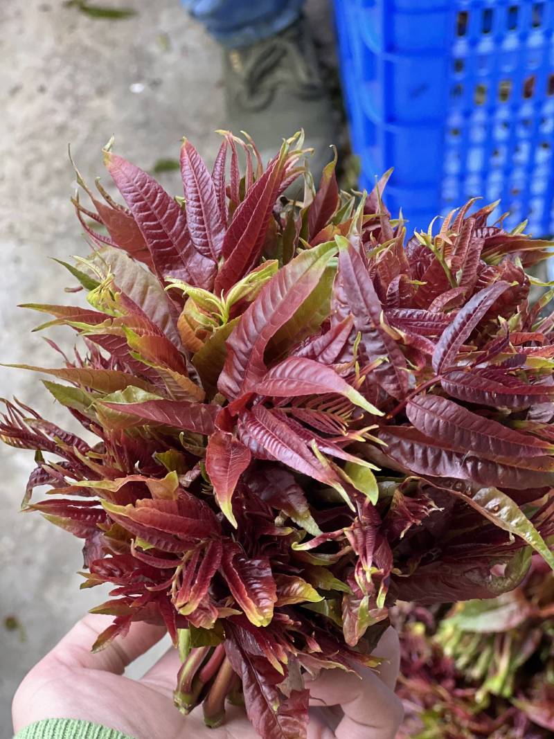 红香椿芽，基地直供