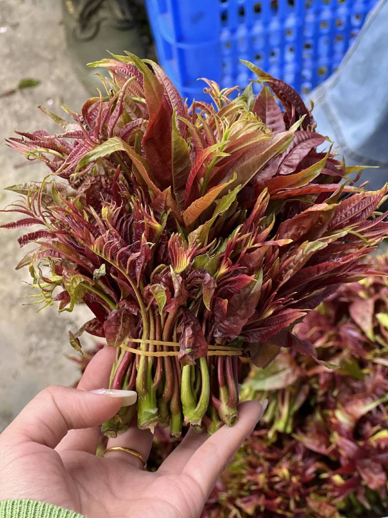 红香椿芽，基地直供