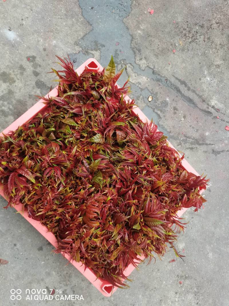 红香椿芽，基地直供