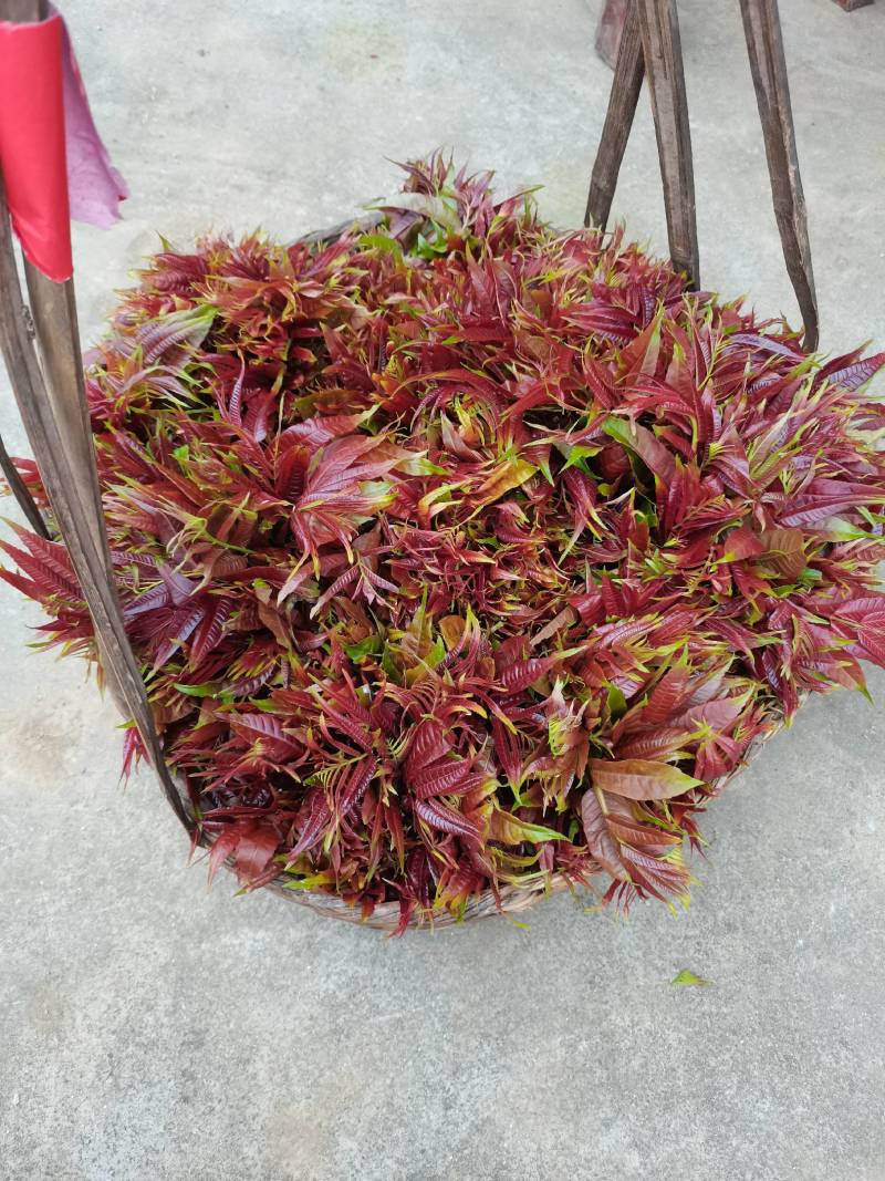 红香椿芽，基地直供