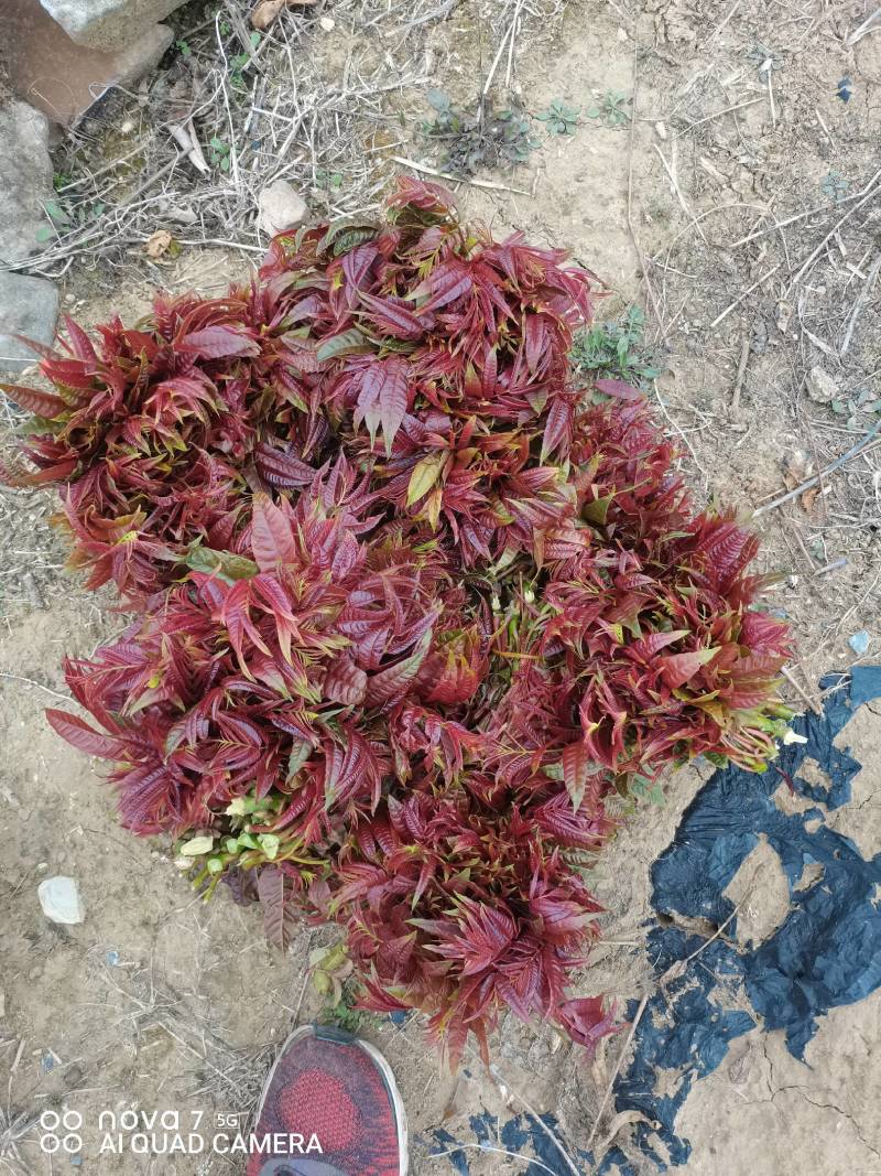 红香椿芽，基地直供