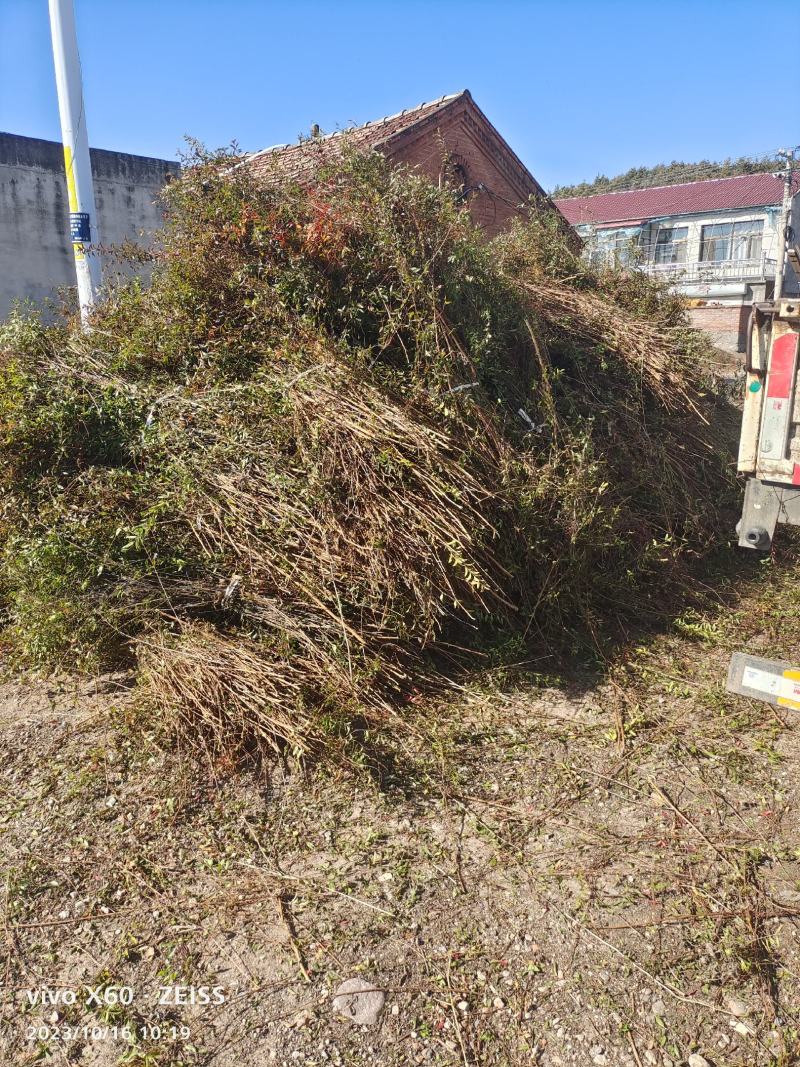 干枝雪柳一件代发量大质优规格齐全产地直发