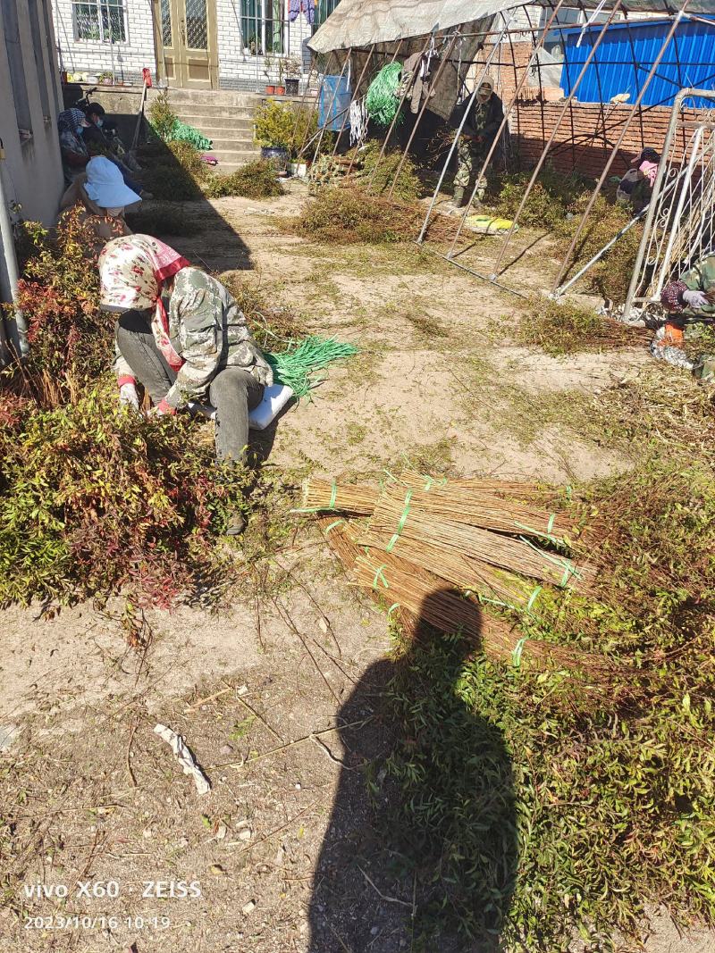 干枝雪柳一件代发量大质优规格齐全产地直发