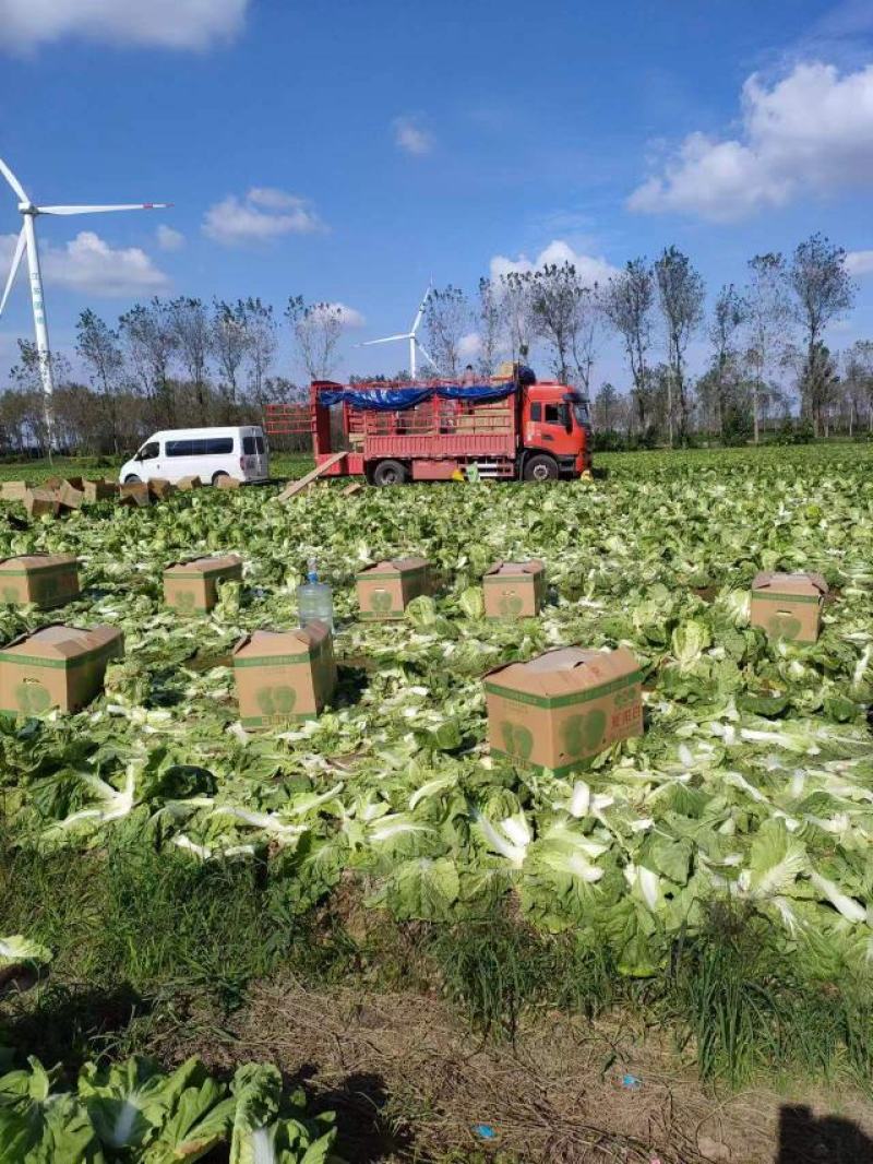 【夏阳白菜】白菜江苏白菜，基地直发，一手货源，欢迎电联