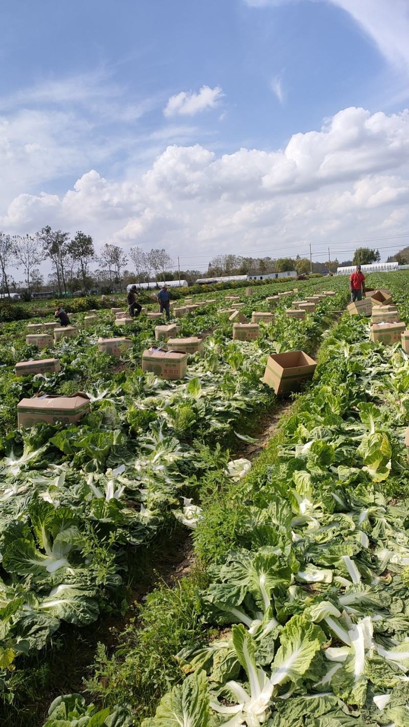 【夏阳白菜】白菜江苏白菜，基地直发，一手货源，欢迎电联