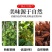 广西玉林大红八角