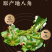广西玉林大红八角