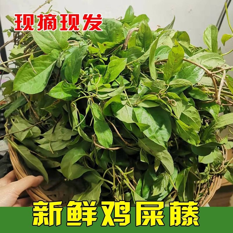 广东现采新鲜鸡屎藤野生臭藤通气藤消食藤鸡矢藤