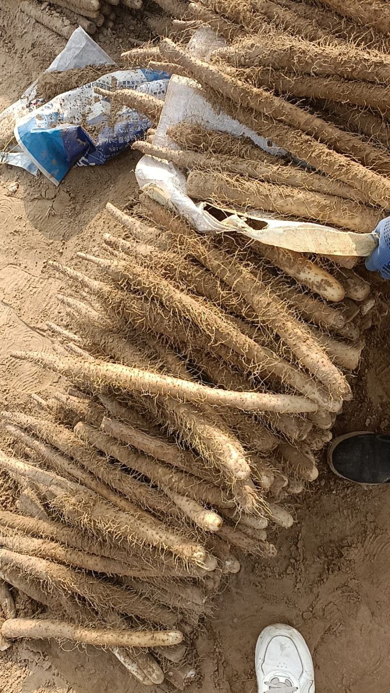 麻山药二路大量上市热卖中