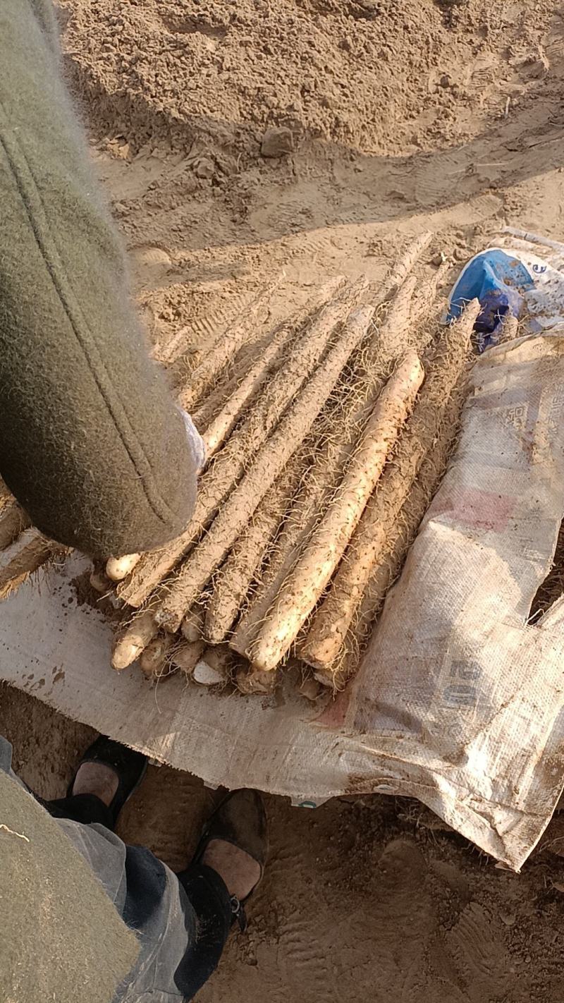 麻山药二路大量上市热卖中