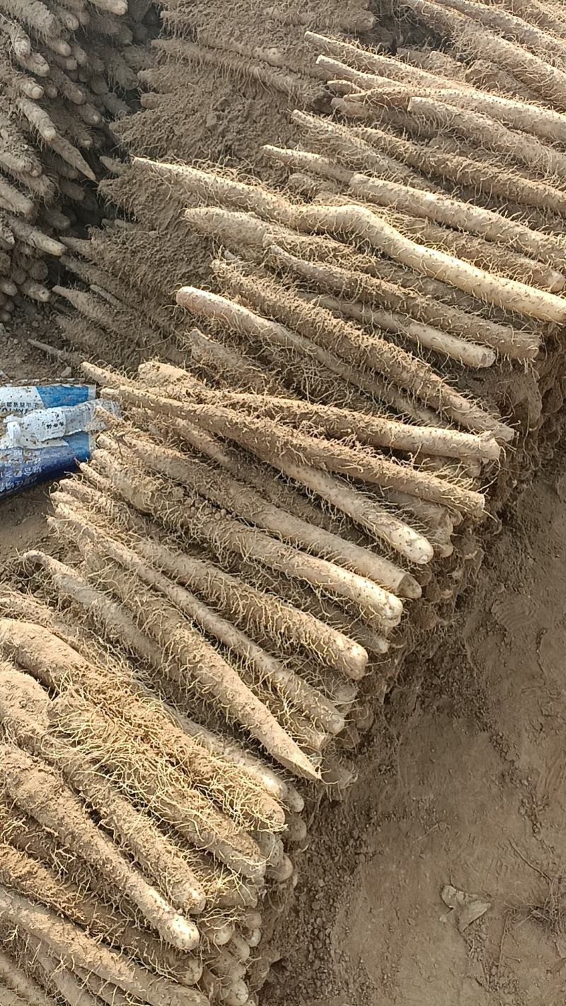 麻山药二路大量上市热卖中