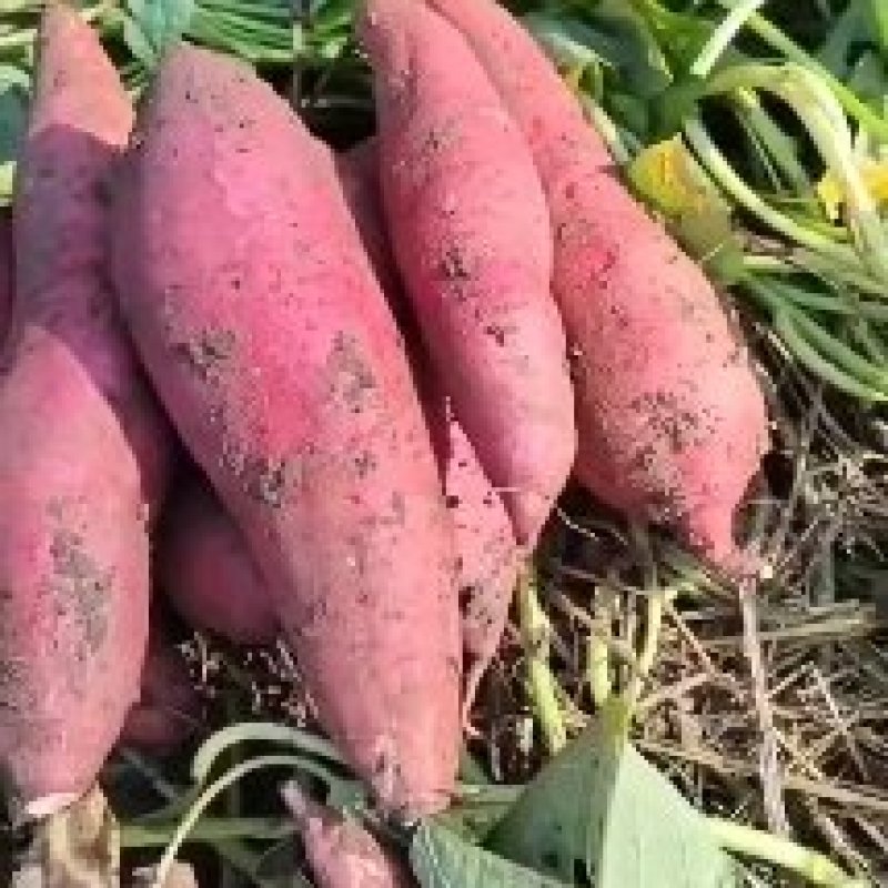 河南南阳西瓜红红薯保质保量产地一手货源诚信合作欢迎致电
