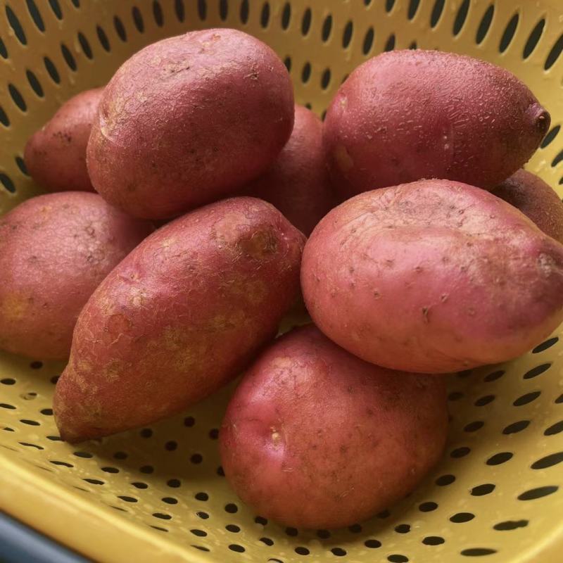 云南红皮黄心大小土豆电商货马铃薯洋芋一件代发批发团购