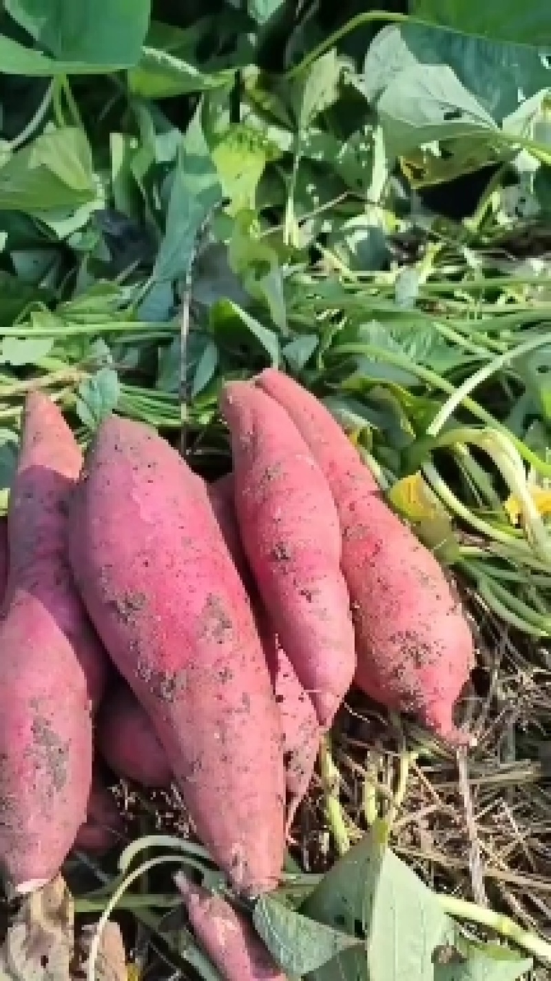 河南南阳西瓜红红薯保质保量产地一手货源诚信合作欢迎致电