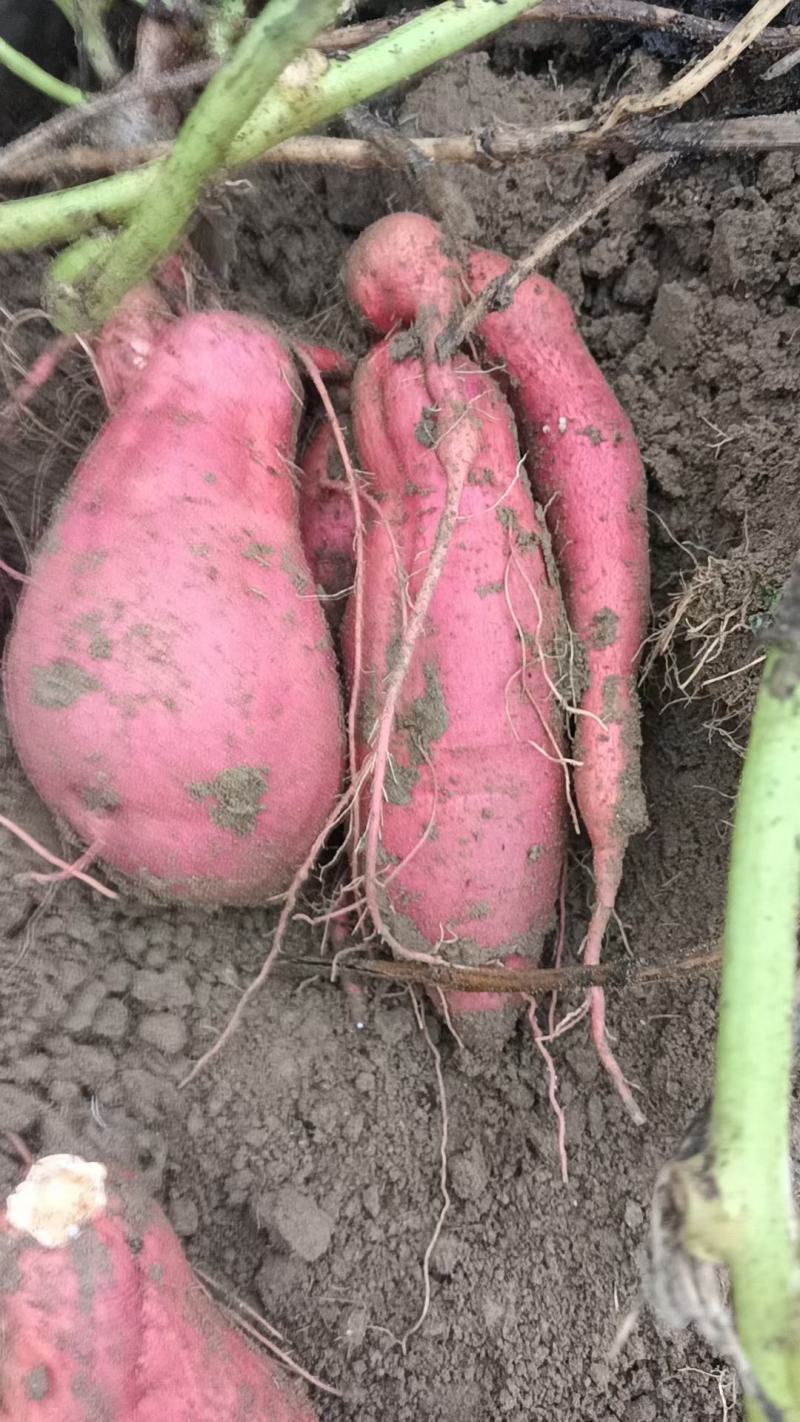河南南阳西瓜红红薯保质保量产地一手货源诚信合作欢迎致电