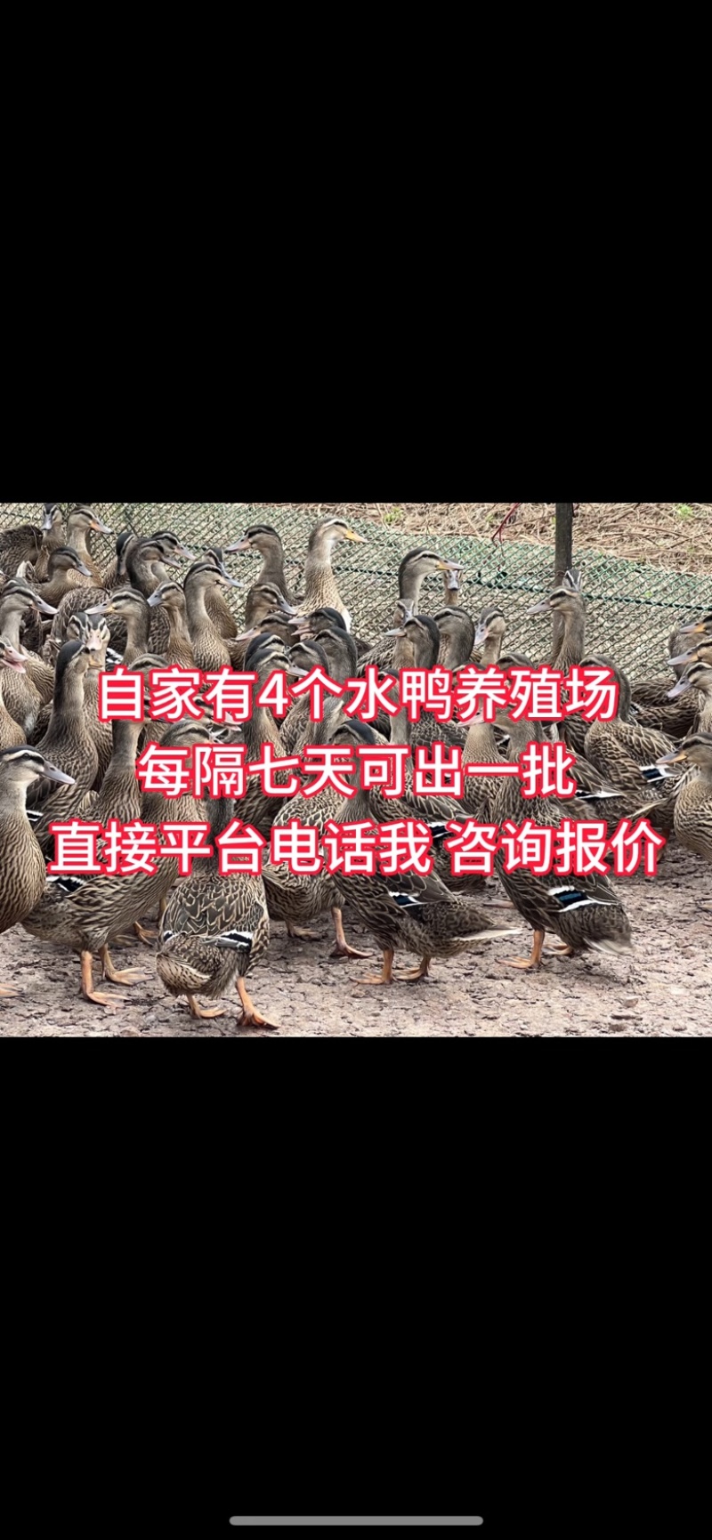 靓货野生水鸭，又肥又大水鸭母，土鸭养殖场直销，可长期供货