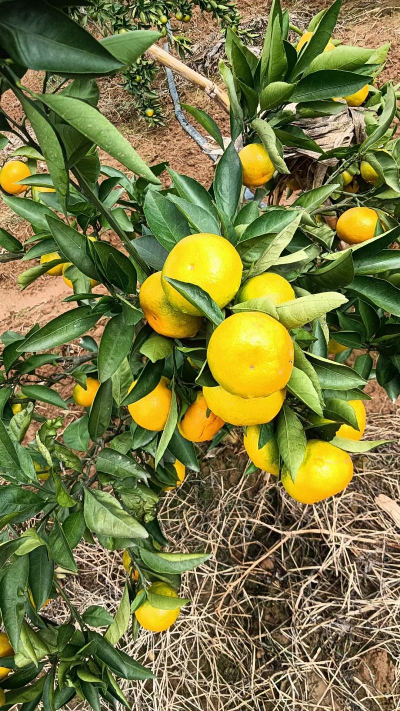 蜜橘6~7.5cm需要高山精品蜜桔大量有货质量你说了算