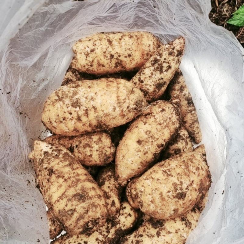 昭通鲜天麻种植基地批发价格便宜欢迎咨询