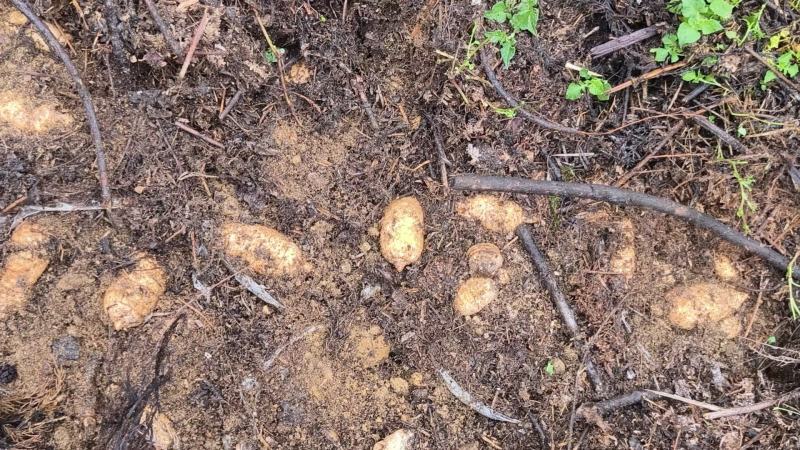 昭通鲜天麻种植基地批发价格便宜欢迎咨询