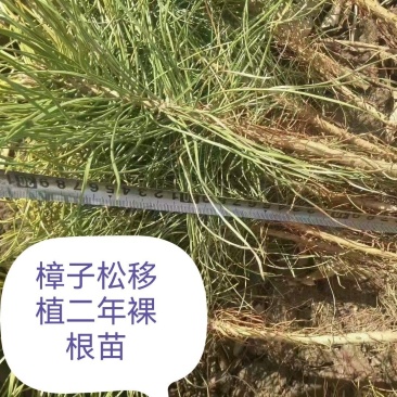 樟子松油松，杯苗，高度十五公分到一米，杯8/108/12