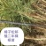 樟子松油松，杯苗，高度十五公分到一米，杯8/108/12