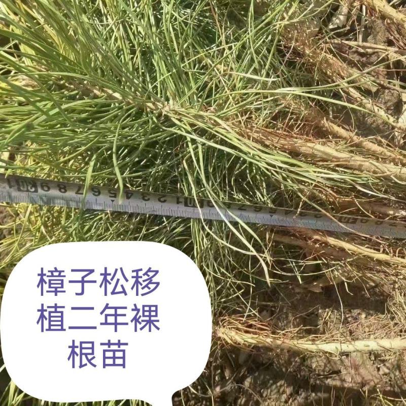 樟子松油松，杯苗，高度十五公分到一米，杯8/108/12