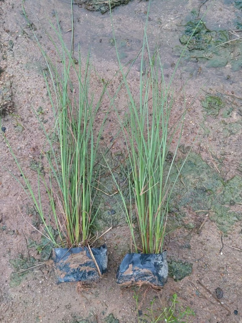 细叶芒观赏草苗圃现发主要对接绿化工程常年种植欢迎咨询