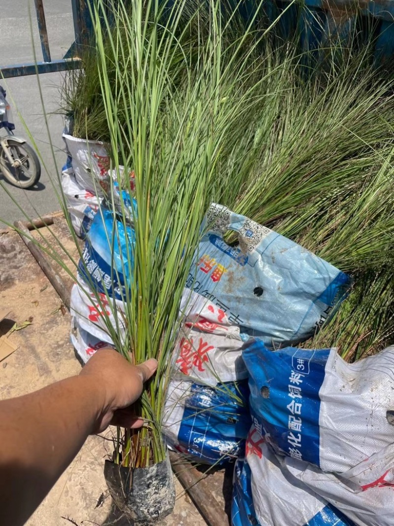 细叶芒观赏草苗圃现发主要对接绿化工程常年种植欢迎咨询