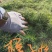 樟子松油松，杯苗，高度十五公分到一米，杯8/108/12