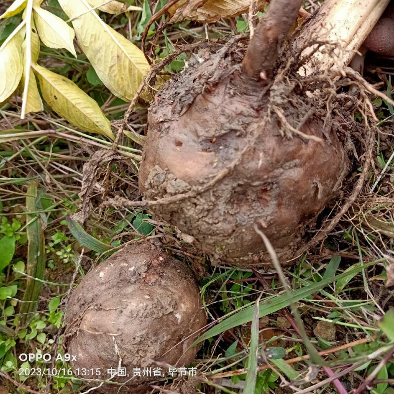 500亩魔芋基地