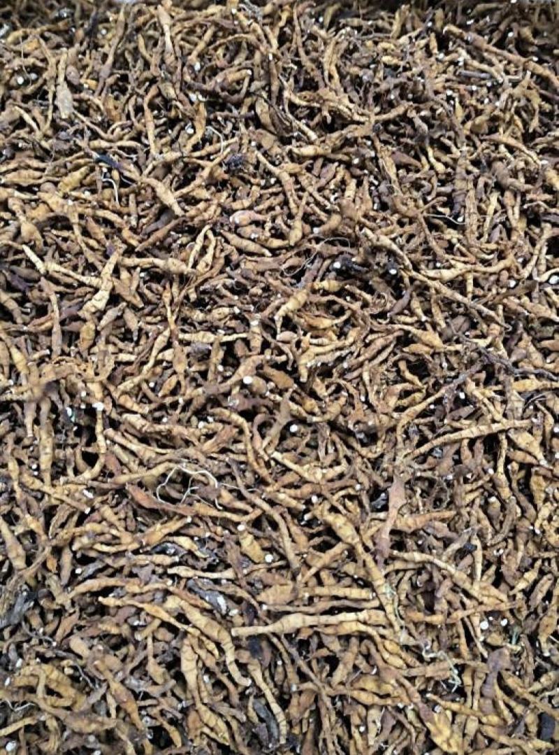 九节菖蒲，水洗，统，产地直发，实拍现货，正品质量保证无硫