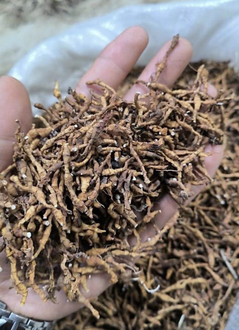 九节菖蒲，水洗，统，产地直发，实拍现货，正品质量保证无硫
