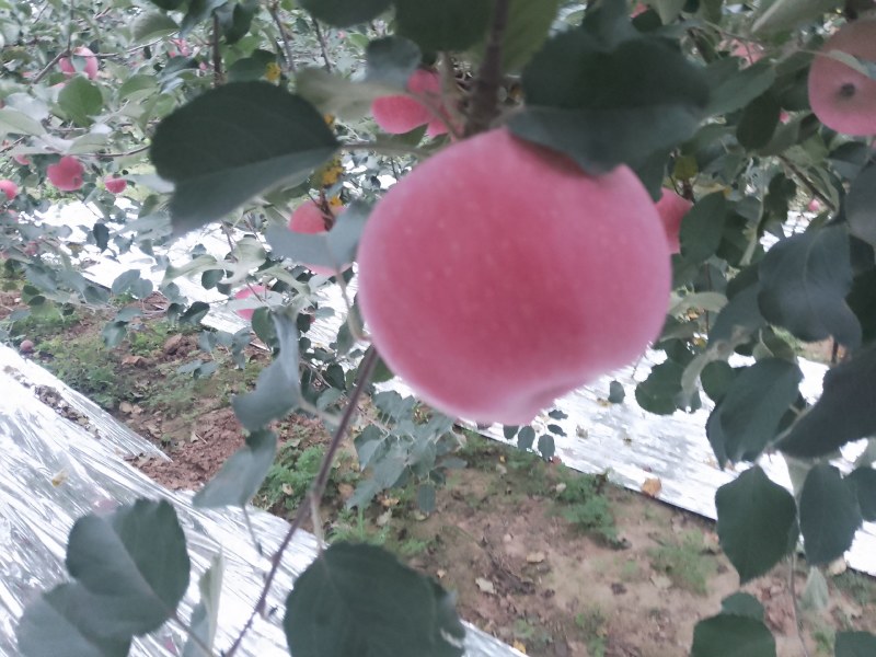 山西红富土苹果大量上市产地直发质量保证欢迎咨询