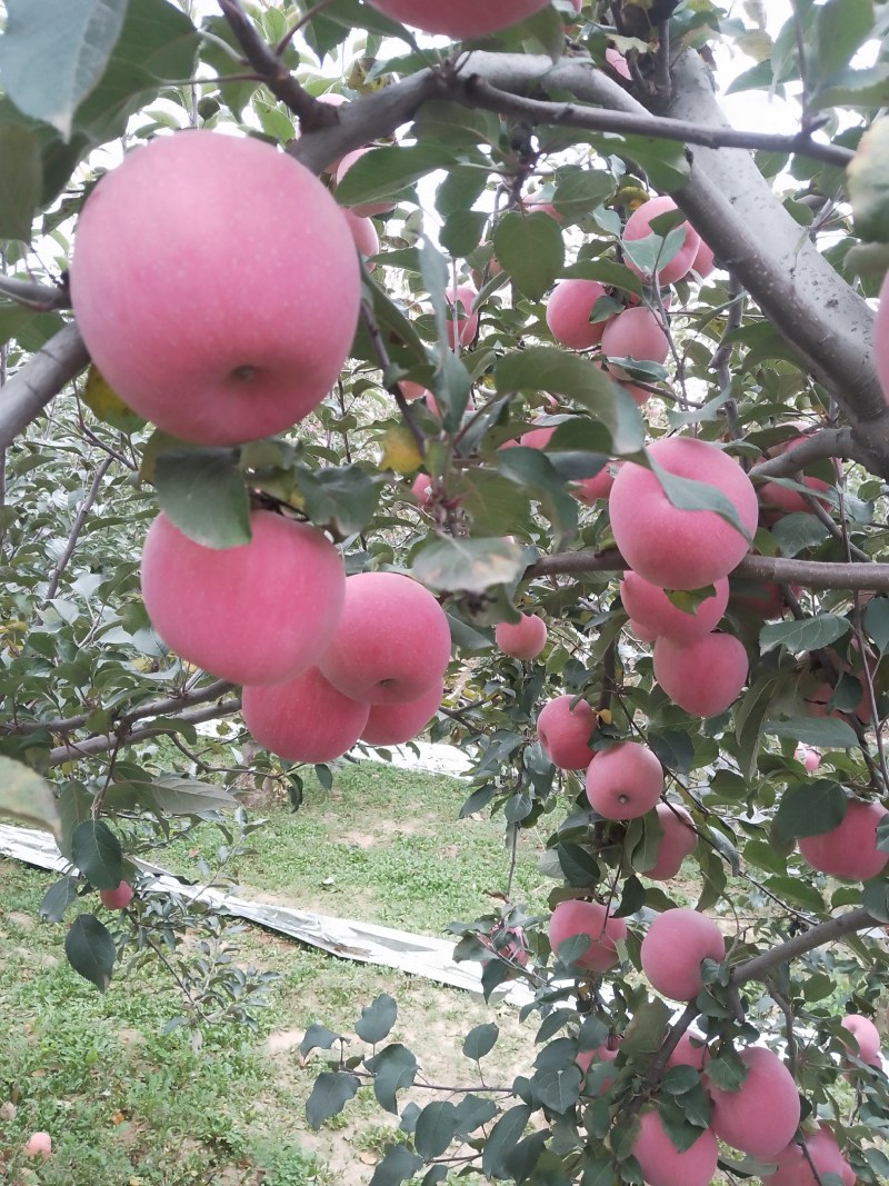山西红富土苹果大量上市产地直发质量保证欢迎咨询