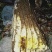 土蜂蜜