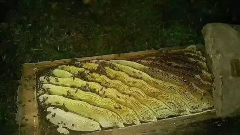 土蜂蜜