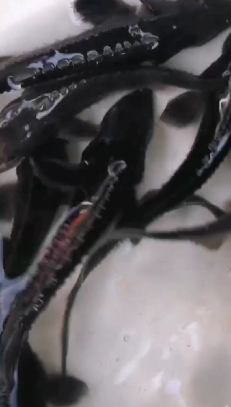淡水优质鲟鱼苗，生长快，肉质鲜美，营养丰富，可以高密度养