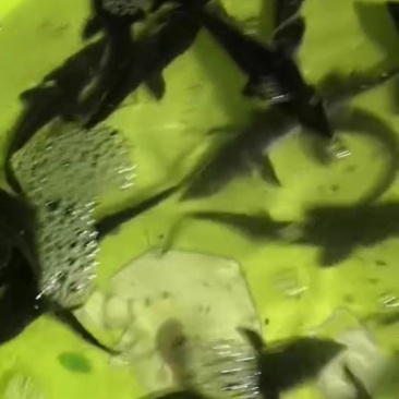 淡水优质鲟鱼苗，生长快，肉质鲜美，营养丰富，可以高密度养