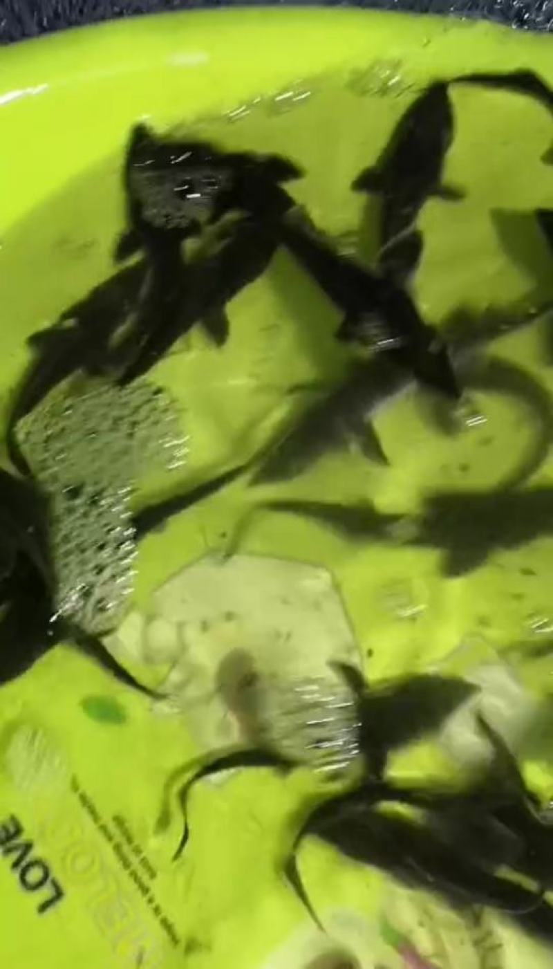 淡水优质鲟鱼苗，生长快，肉质鲜美，营养丰富，可以高密度养