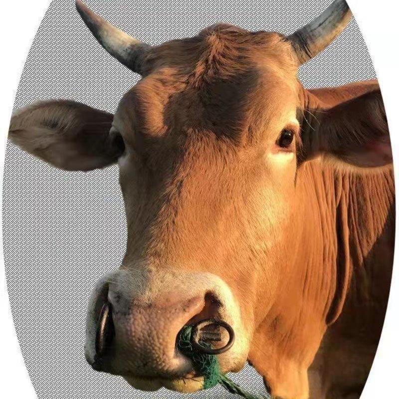包邮新式牛鼻环牛鼻圈穿孔钳子镀锌转环放牛穿鼻器械工具