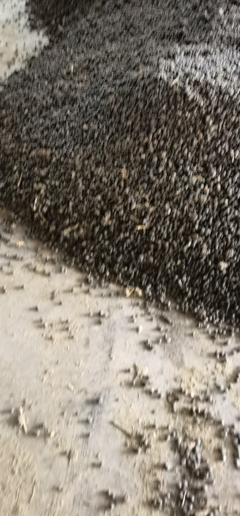 羊粪，纯羊粪大量有货产地直发可视频看货欢迎选购