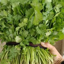 江苏南通海安自家种植优质大叶香菜25公分以上可以打捆味香
