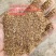 大量供应喷浆玉米纤维蛋白20能替代部分豆粕